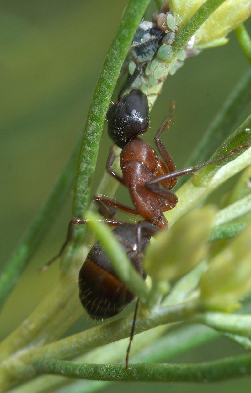 Camponotus vicinus.