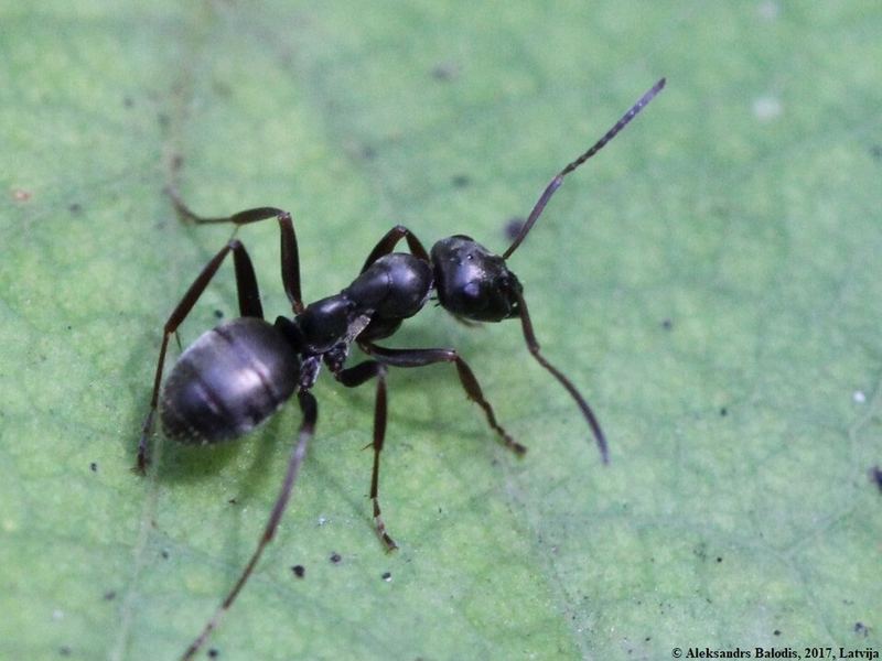 Formica fusca, ouvrière.