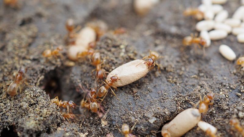 Lasius flavus : des ouvrières portent des larves.