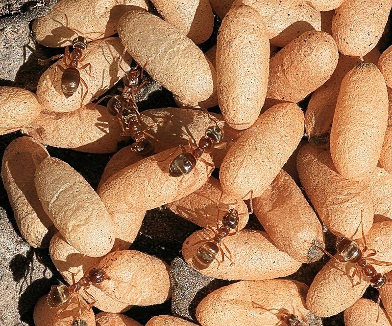 Cocons de Lasius niger et ouvrières.