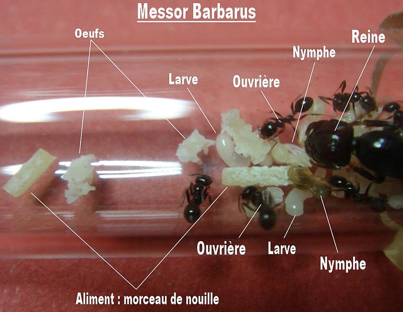 Colonie de Messor barbarus : œufs, larves, nymphes et ouvrières (légendes en français sur la photo).
