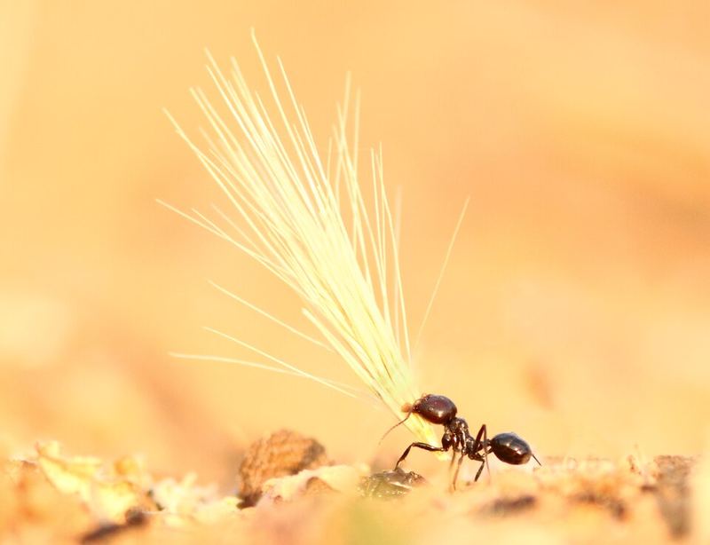 Ouvrière de Messor barbarus portant un épi de graminée.
