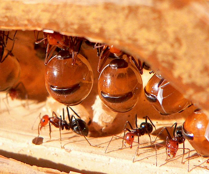 Myrmecocystus : des ouvrières « réservoirs », gonflées de liquide sucré, suspendues au plafond du nid.