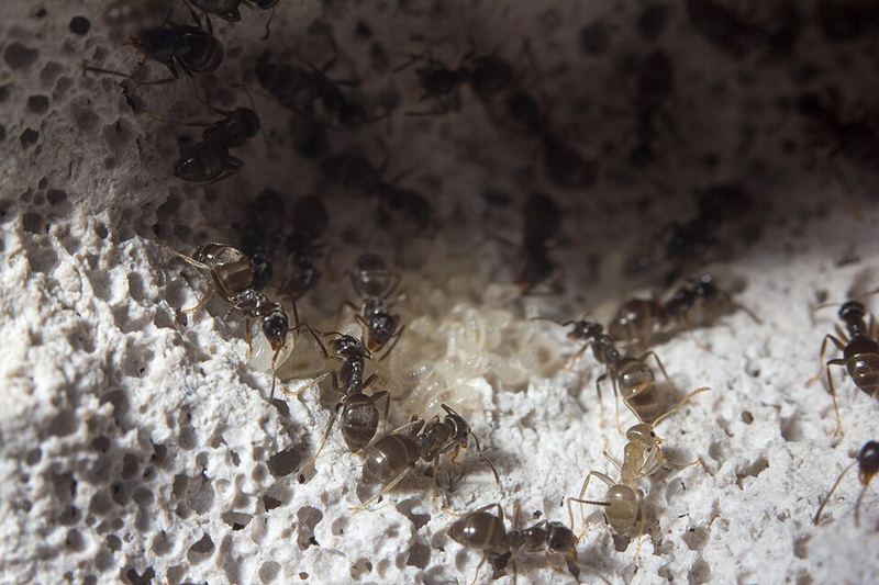Lasius niger dans un formicarium.