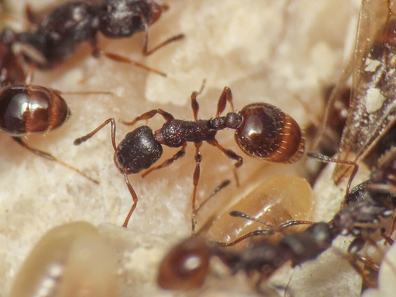 Temnothorax saxatilis : ouvrière près du couvain.