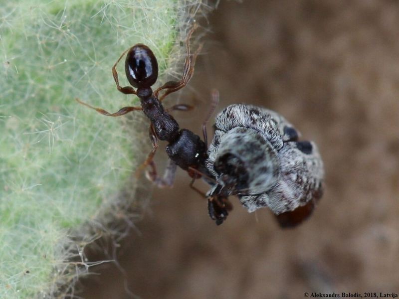 Tetramorium caespitum, ouvrière.